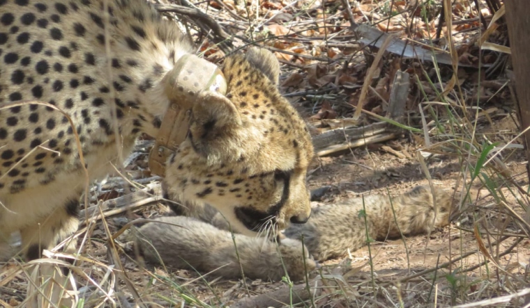 cheetah gamini with cubs